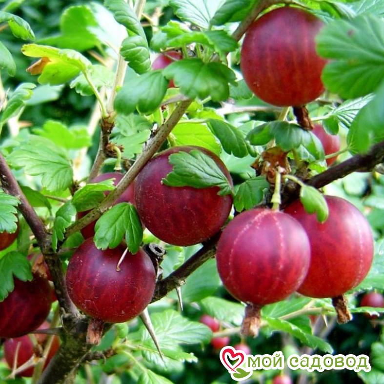 Крыжовник Сеянец Лефора