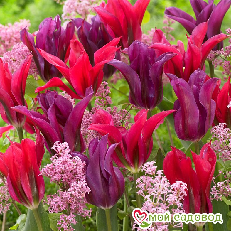 Тюльпан Пурпл Долл