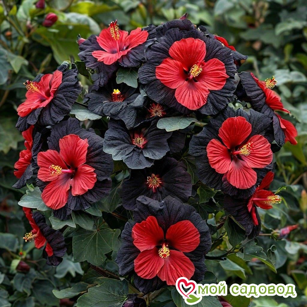 Гибискус Шиммеринг